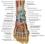 Anatomie: heup,bovenbeen,knie,onderbeen,enkel,voet,acetabulum,collum femoris,trachanter,femur,epicondyl,meniscus,kruisband,cruciate ligament,patella,knieschijf,tibia,fibula,malleolus,talus,calcaneus,tarsus,metatarsus,phalanx,falanx,quadriceps femoris,rectus femoris,sartorius,tensor fasciae latae,tractus iliotibialis,biceps femoris,gastrocnemius,semimembranosus,semitendinosus,soleus,suralis,vena saphena parva,vena saphena magna,sciatic,ischiadicus,peronea